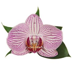 Бутоньерка И4708